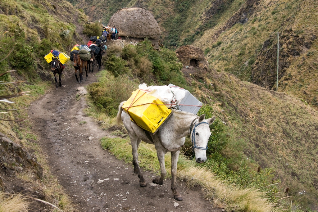 Conociendo el lado Trabajador de los Caballos: Fuerza, Dedicación y Nobleza en Cada Paso
