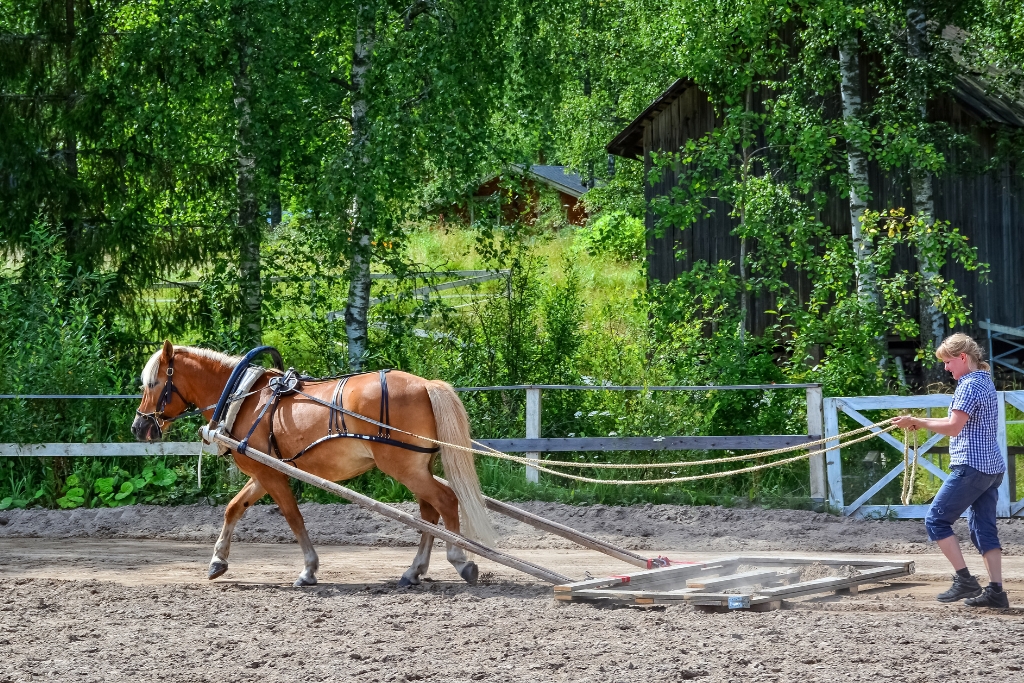 Conociendo el lado Trabajador de los Caballos: Fuerza, Dedicación y Nobleza en Cada Paso