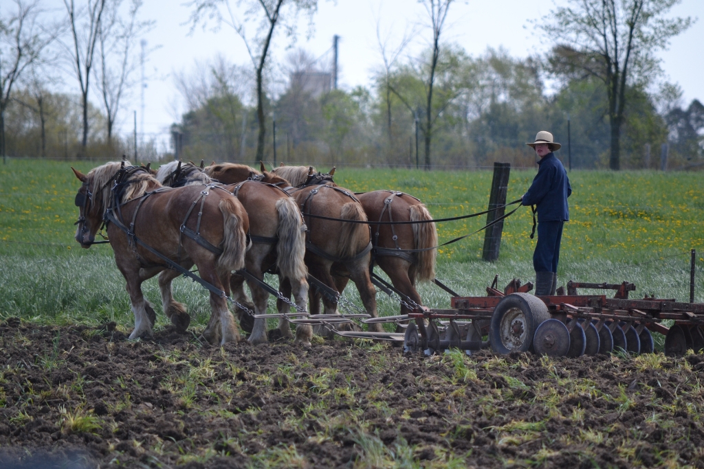 Conociendo el lado Trabajador de los Caballos: Fuerza, Dedicación y Nobleza en Cada Paso