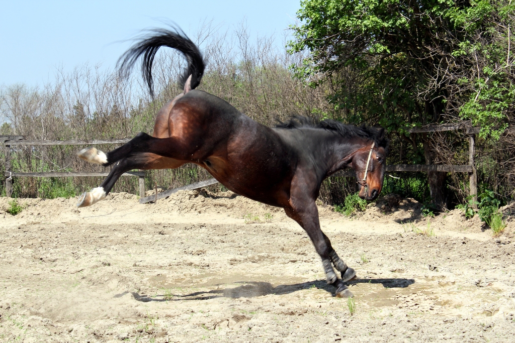 Estrés en los Caballos: Identificación, Causas y Cómo Manejarlo