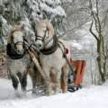 Conociendo el lado Trabajador de los Caballos: Fuerza, Dedicación y Nobleza en Cada Paso