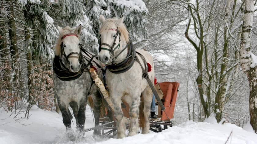 Conociendo el lado Trabajador de los Caballos: Fuerza, Dedicación y Nobleza en Cada Paso