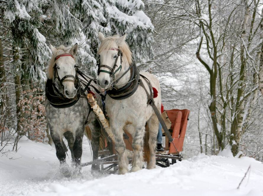 Conociendo el lado Trabajador de los Caballos: Fuerza, Dedicación y Nobleza en Cada Paso