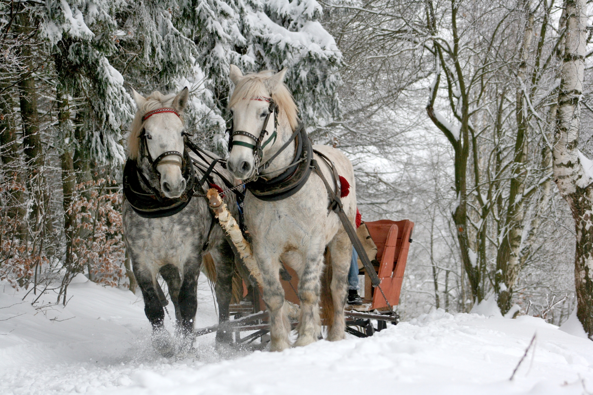 Conociendo el lado Trabajador de los Caballos: Fuerza, Dedicación y Nobleza en Cada Paso