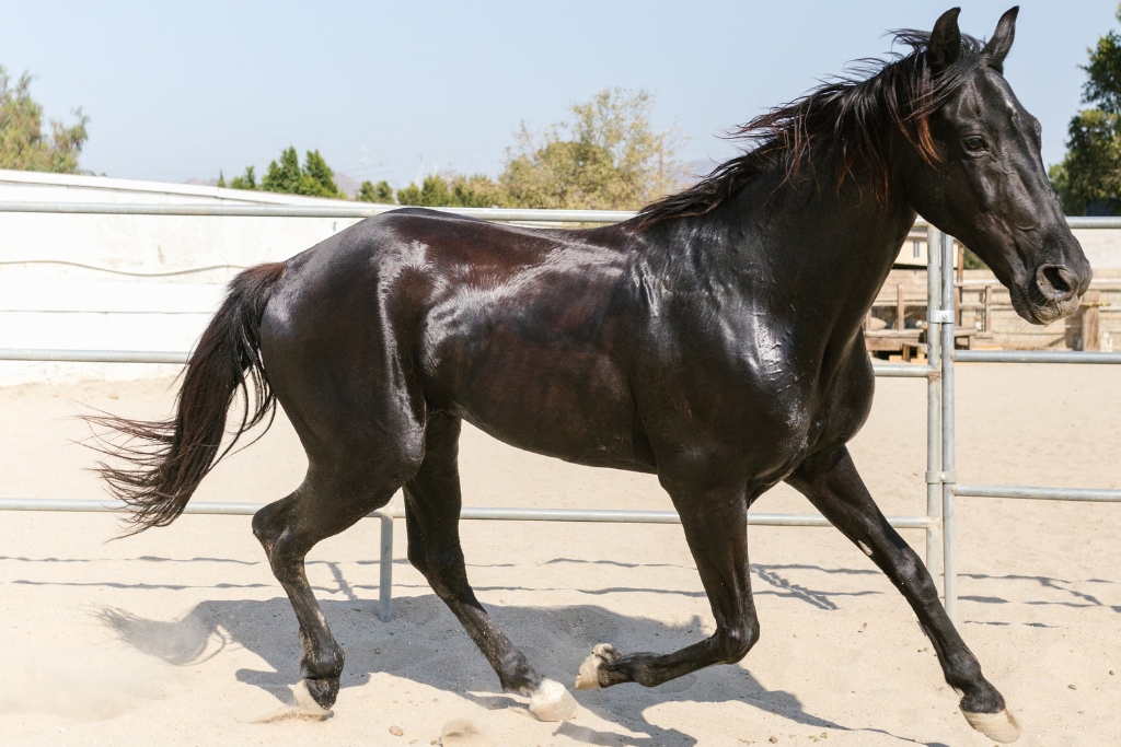 Belleza Y Armonía: La Elegancia En Cada Paso De Los Caballos