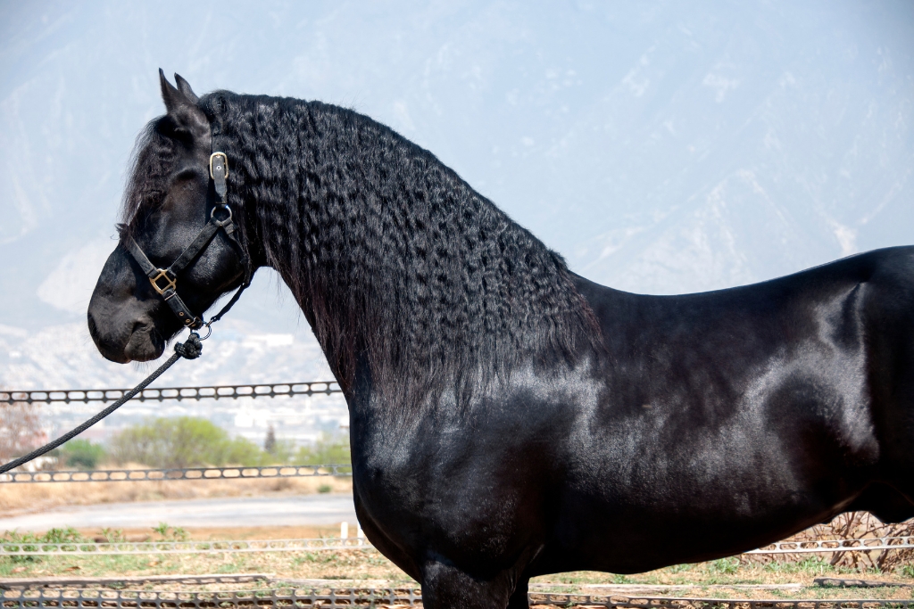 Belleza Y Armonía: La Elegancia En Cada Paso De Los Caballos
