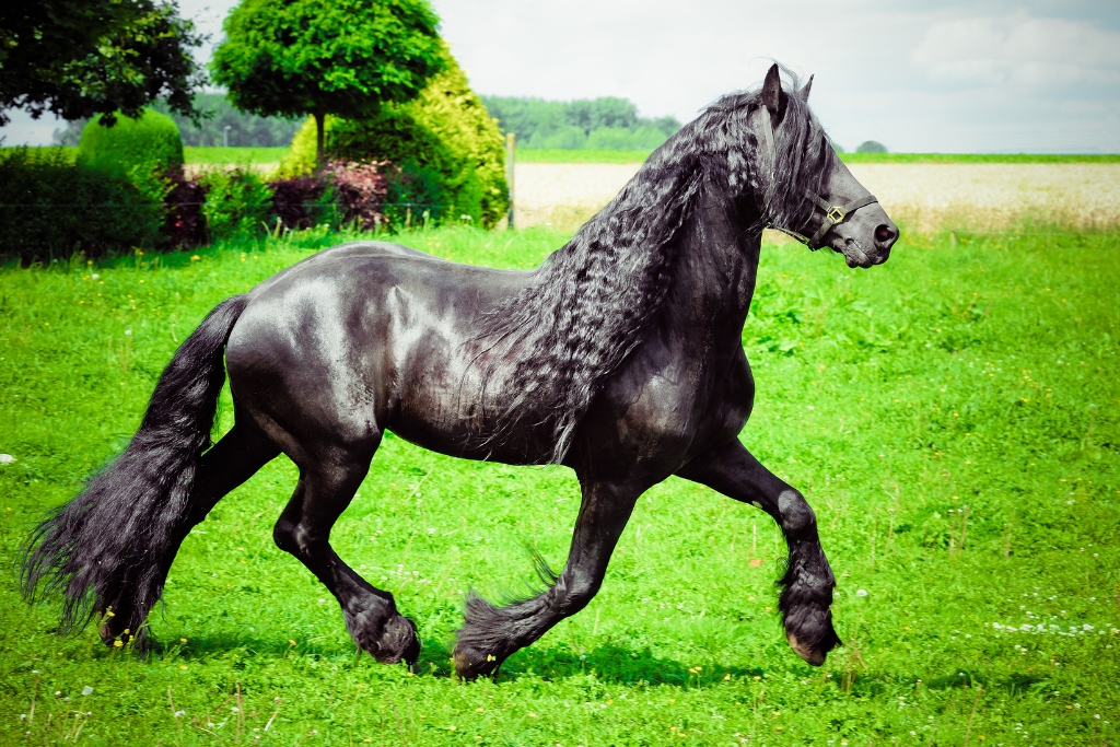 Belleza Y Armonía: La Elegancia En Cada Paso De Los Caballos