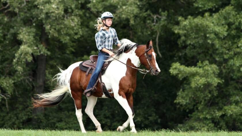 Consejos Clave Para Crear Un Vínculo Inquebrantable Con Tu Caballo