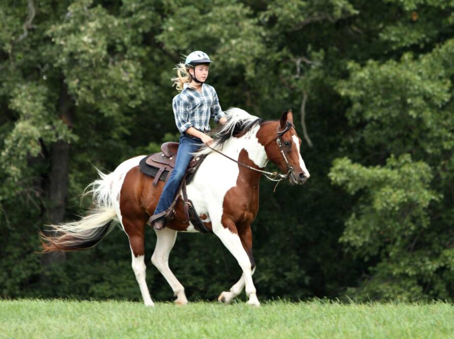 Consejos Clave Para Crear Un Vínculo Inquebrantable Con Tu Caballo
