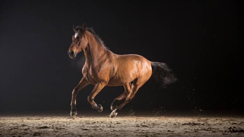 Belleza Y Armonía: La Elegancia En Cada Paso De Los Caballos