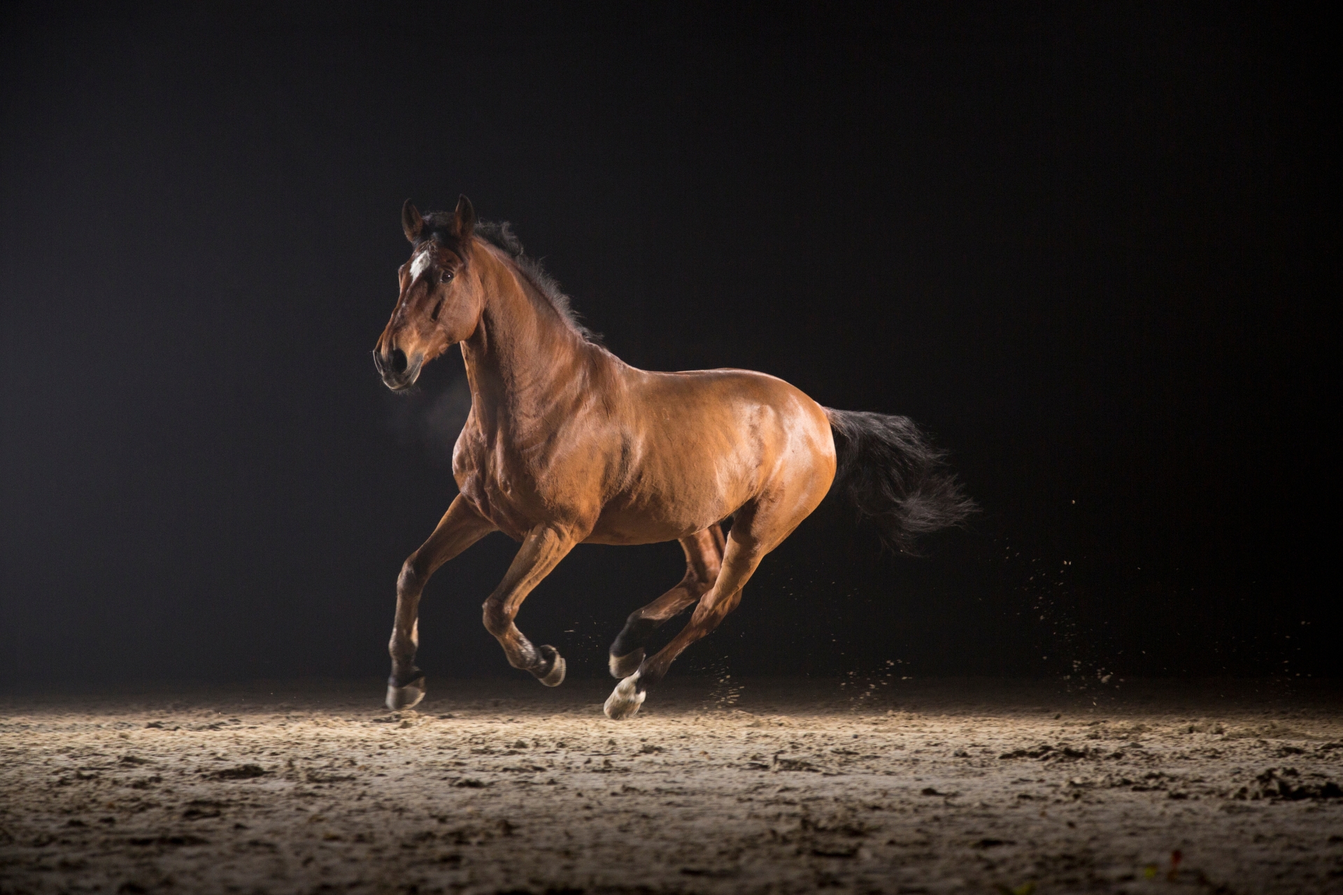Belleza Y Armonía: La Elegancia En Cada Paso De Los Caballos