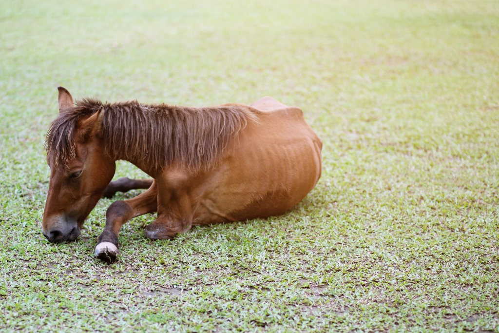 Enfermedades Que Afectan El Peso Y Desempeño De Tu Caballo