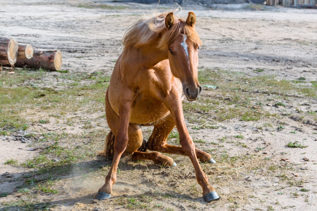 Enfermedades Que Afectan El Peso Y Desempeño De Tu Caballo