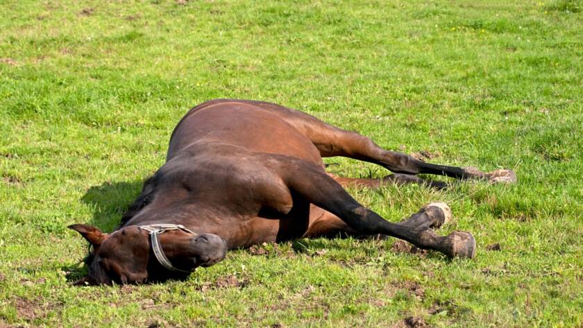Enfermedades Que Afectan El Peso Y Desempeño De Tu Caballo