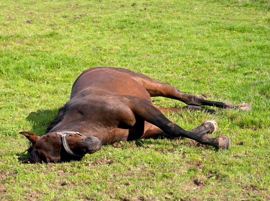 Enfermedades Que Afectan El Peso Y Desempeño De Tu Caballo