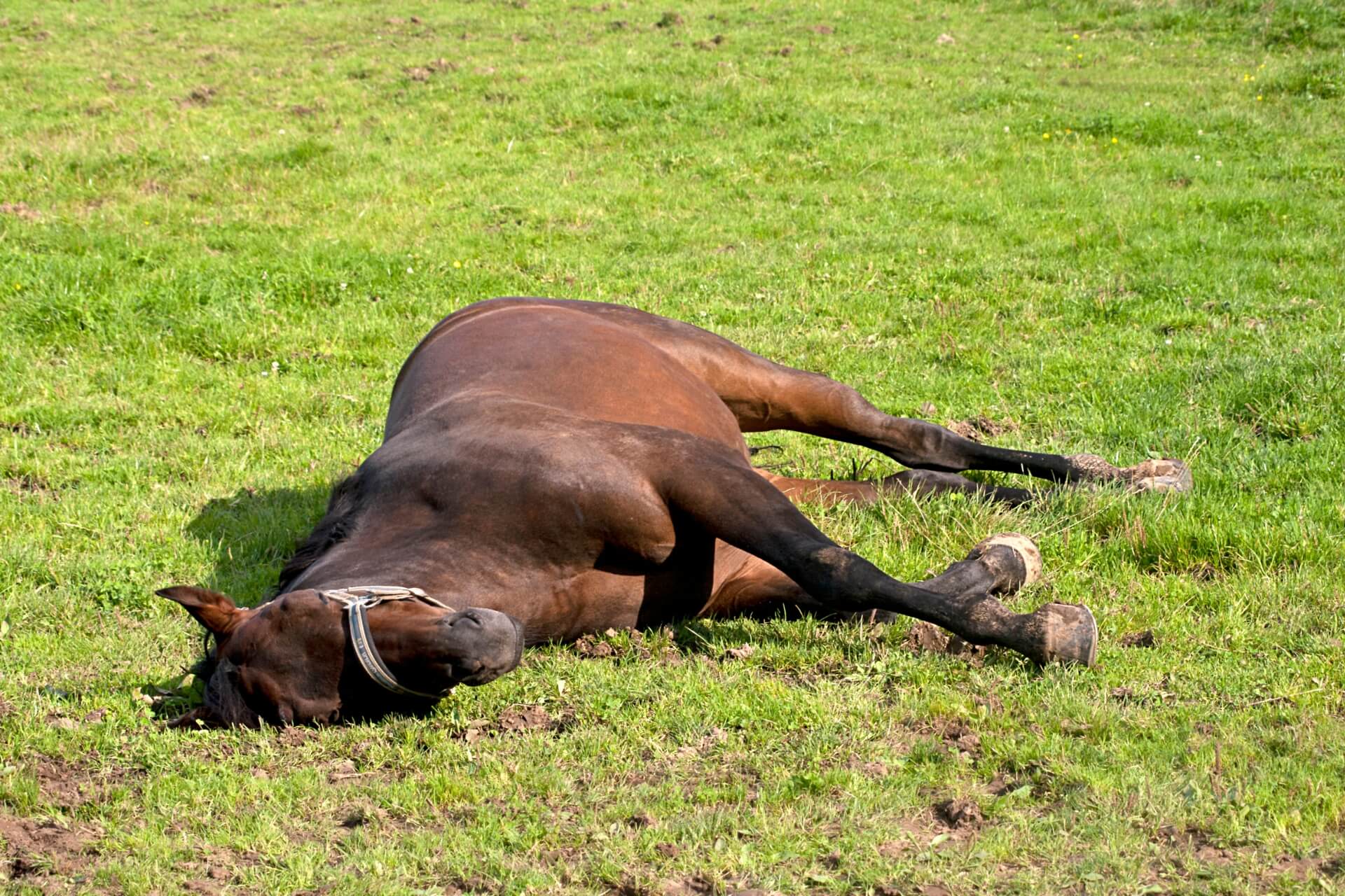Enfermedades Que Afectan El Peso Y Desempeño De Tu Caballo