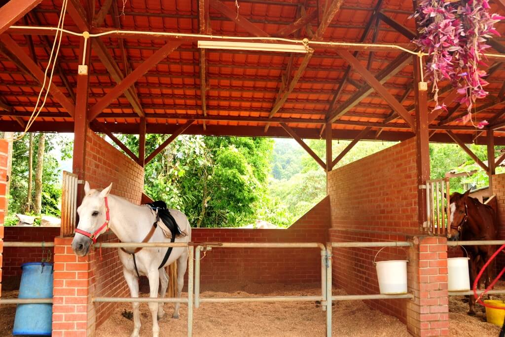 Cómo Afecta El Clima A Los Caballos: Impacto En Su Salud Y Rendimiento