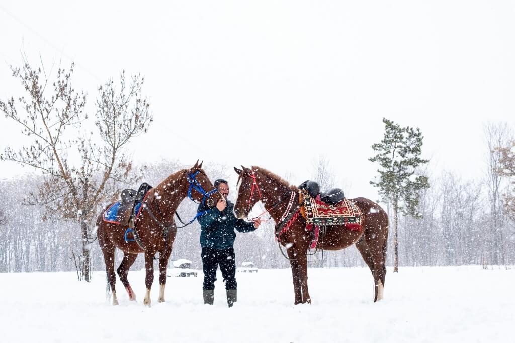 Cómo Afecta El Clima A Los Caballos: Impacto En Su Salud Y Rendimiento