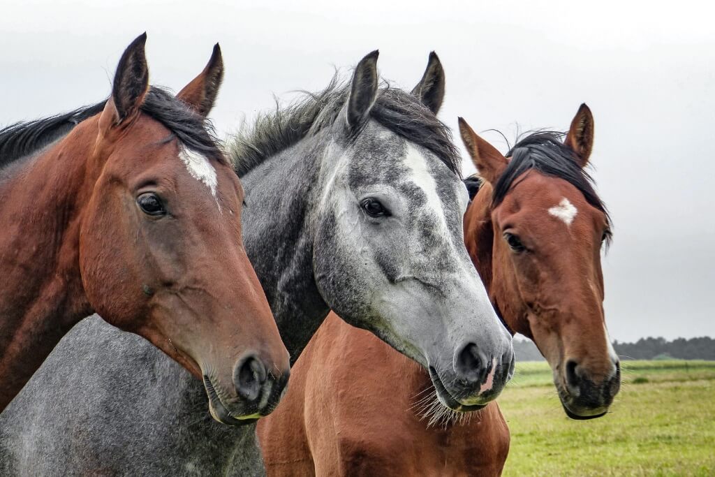 ¿Cómo Ven Los Caballos? Su Capacidad Visual Y Enfermedades Que Pueden Afectarla