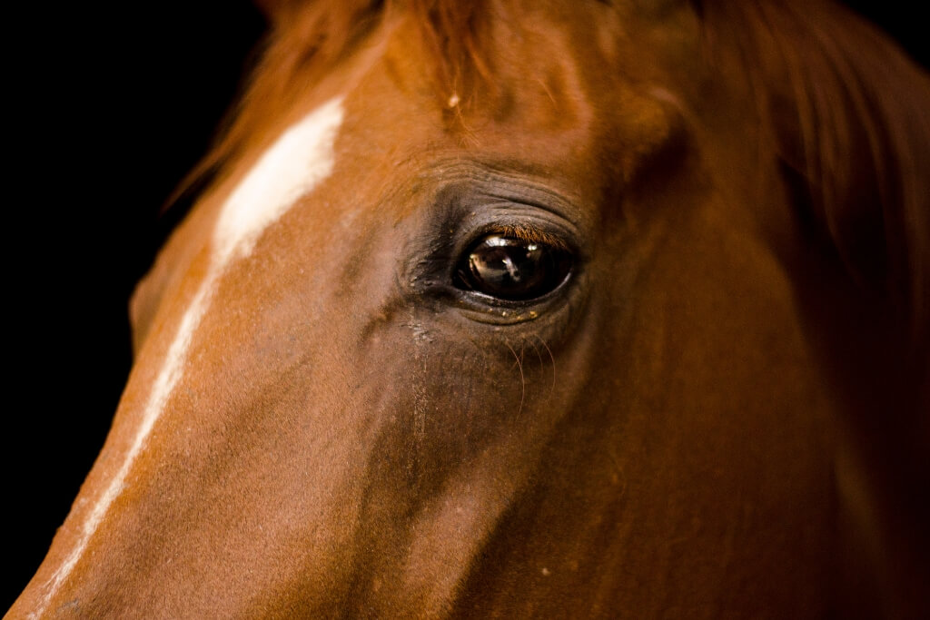 ¿Cómo Ven Los Caballos? Su Capacidad Visual Y Enfermedades Que Pueden Afectarla