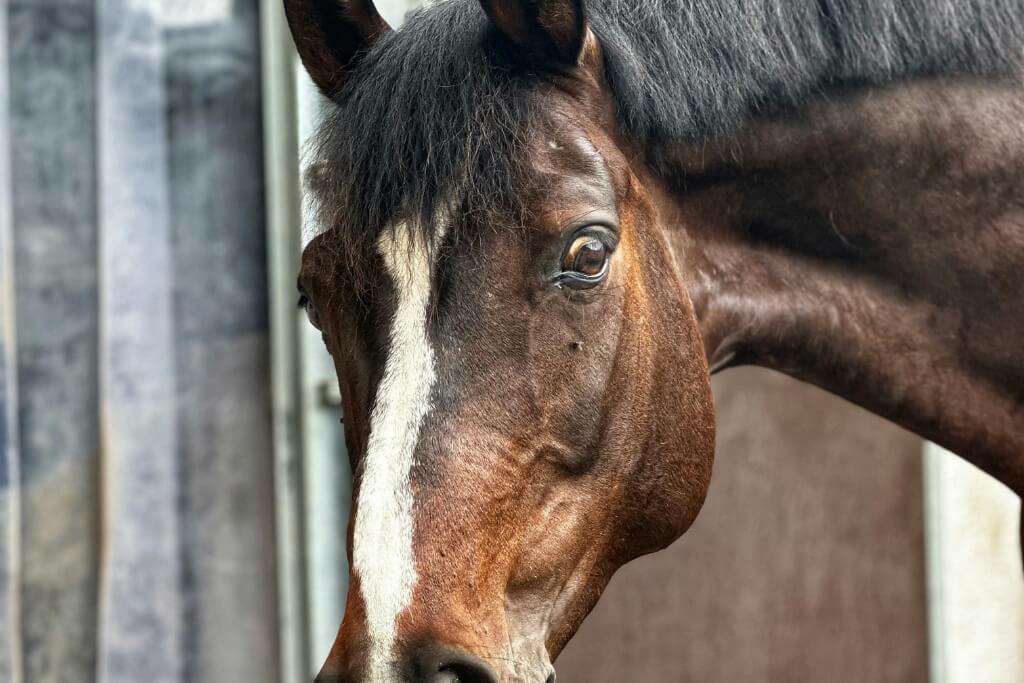 ¿Cómo Ven Los Caballos? Su Capacidad Visual Y Enfermedades Que Pueden Afectarla