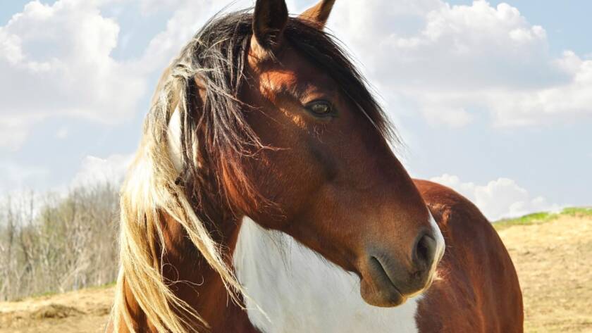 ¿Cómo Ven Los Caballos? Su Capacidad Visual Y Las Enfermedades Que Pueden Afectarla