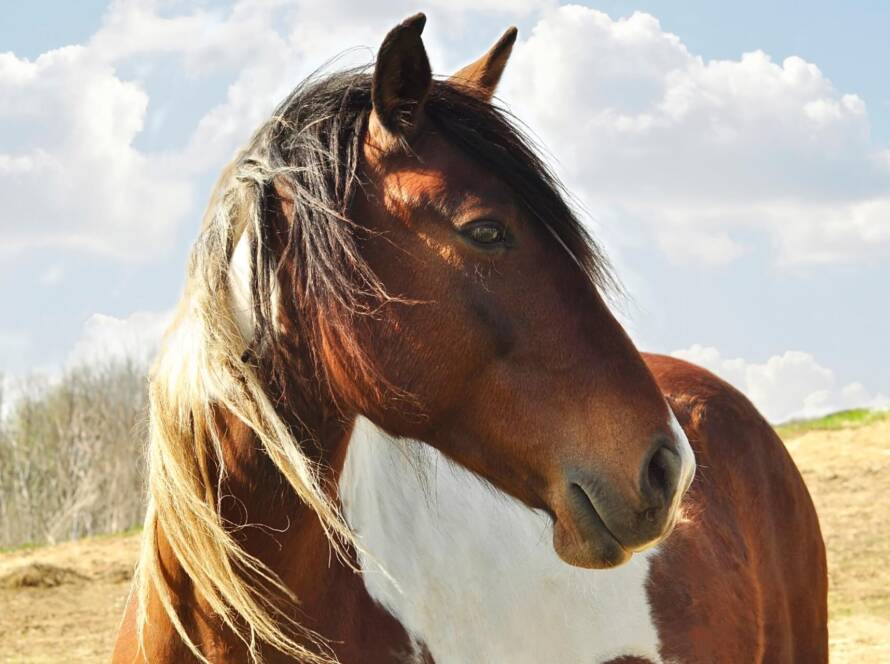 ¿Cómo Ven Los Caballos? Su Capacidad Visual Y Las Enfermedades Que Pueden Afectarla